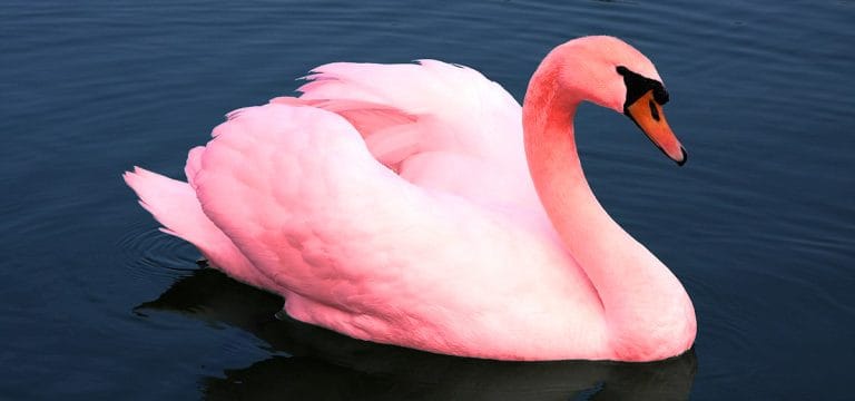 “Red Swan: How Unorthodox Policy-Making Facilitated China’s Rise” by Sebastian Heilmann