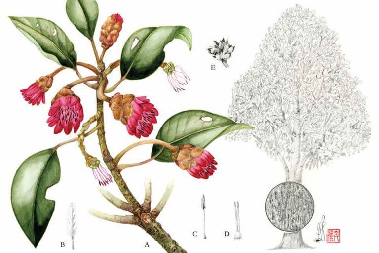 “Portraits of Trees of Hong Kong and Southern China” by Chun Chiu Pang and Richard Sanders, illustrated by Sally Bunker