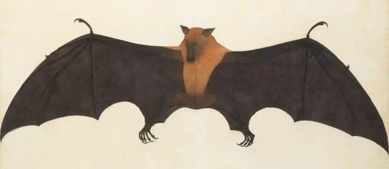 “Forgotten Masters: Indian Painting for the East India Company” at the Wallace Collection