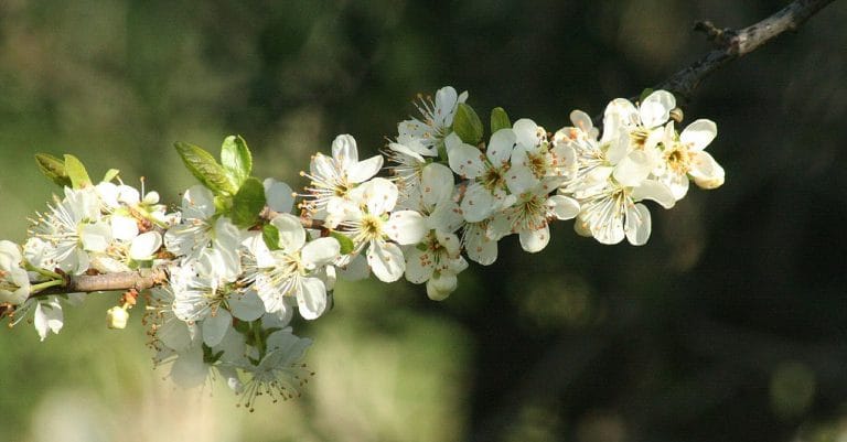 “The Enlightenment of the Greengage Tree” by Shokoofeh Azar
