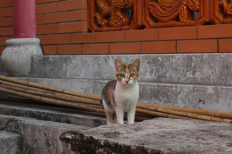 “The Cat and the City” by Nick Bradley