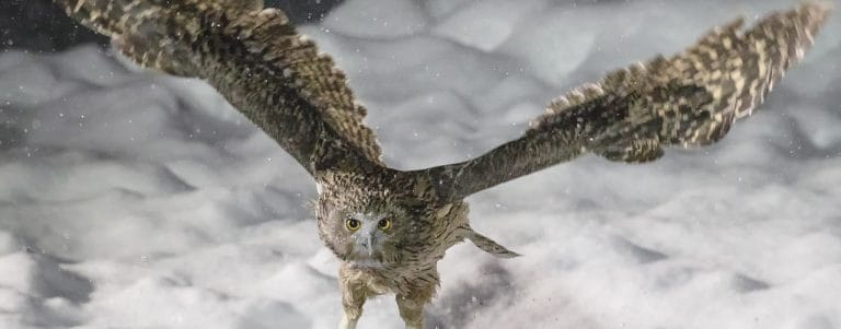 “Owls of the Eastern Ice: A Quest to Find and Save the World’s Largest Owl” by Jonathan C Slaght