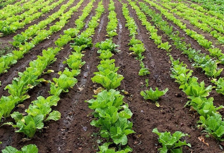 “The Lettuce Diaries: How a Frenchman Found Gold Growing Vegetables in China” by Xavier Naville
