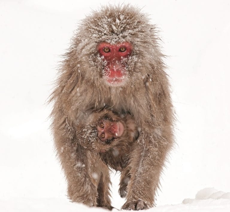 “Japan: The Natural History of an Asian Archipelago” by Mark Brazil