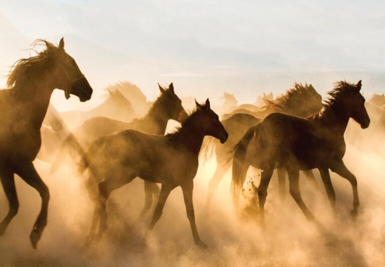 “Horses: A 4,000-Year Genetic Journey Across the World” by Ludovic Orlando